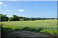 Wheatfield south of Chapel Lane