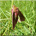 Elephant Hawk Moth