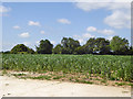 Field of beans, Rose Green