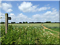 Footpath across a wheat field