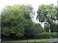 Trees on the corner of Stevenson Road, Hedgerley