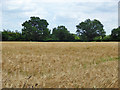 Field of barley