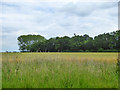 Wood north of Moat Farm