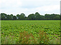 Field of beet east of Stonham Road