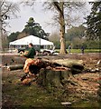 Felled beech tree by Beauport Park Hotel