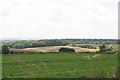 Ashmore Wood from the byway from Ashmore