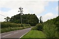 Dual purpose trees at the junction of the roads to Melbury Abbas and Fontwell Magna