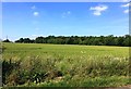 Field and Woodland seen from Gypsy Lane