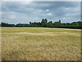 Ripening crop southeast of Shipdham