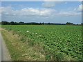 Crop field off Top Road