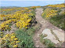 SM7323 : The Pembrokeshire Coast Path near Picrite by Dave Kelly