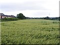 SO9195 : Wheat Field by Gordon Griffiths