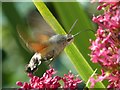 Hummingbird hawk-moth