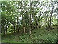 Woodland between Hedgerley Lane and the M40