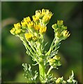 TG3203 : Ragwort  (Jacobaea vulgaris) - flowers by Evelyn Simak