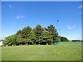 Copse beside Consett Rugby Club