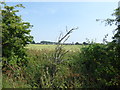 Looking across the Borough boundary at Furze House Farm