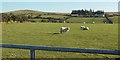 Sheep near Corgelly Farm