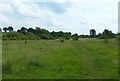 Open land at Coppice Farm