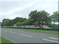 Trees beside Inchyra Road, Grangemouth