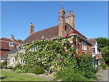 TQ9017 : Roses on a house in Winchelsea by Marathon