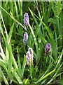 Common Spotted Orchid, Jubilee Campus