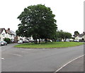 Trees on a green, Clydesmuir Road, Cardiff