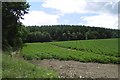 Potatoes, Blackhill