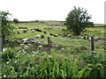 Grazing land on Benraw Mountain