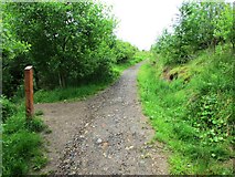 NO2306 : Path to Craigmead car park, Lomond Hills by Bill Kasman