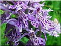 NY7855 : Orchid flowers, Lowhaber Wood by Andrew Curtis