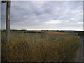 TR2654 : Field by Chillenden windmill by David Howard