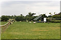 Sheep in Field off School Lane