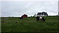 Grazing at Kilkenneth