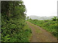 Forestry road in Clarkhill Wood