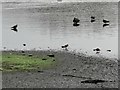 NZ1962 : Wading birds at Shibdon Pond by Robert Graham