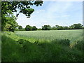 Wheat field north of The Dairy Farm