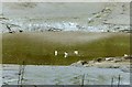 ST5574 : Herring Gulls in the River Avon, low tide by Alan Murray-Rust