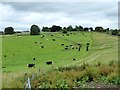 Cattle on Fuddlebrook Hill