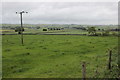 Fields Near Pomeroy