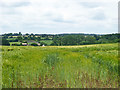 View west over barley field