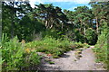 Path on Oxshott Heath