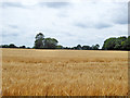 Field of barley