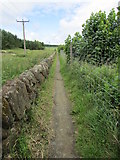NO2603 : Path to Purin Hill, Lomond Hills by Bill Kasman