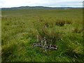 War Department boundary stone, Whitelees