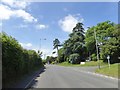 Trees at the foot of Bramley Hill, Town