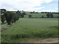 Crops adjacent to Eccup Lane