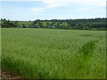 SO6280 : Farmland near Lowe Farm by Philip Halling