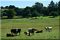 Mid Devon : Grassy Field & Cattle