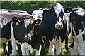 Mid Devon : Cattle Grazing